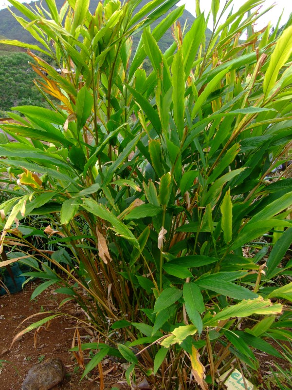 Mauritius 2010 - 0276 